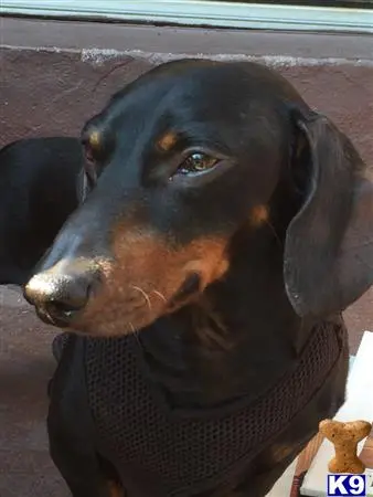 Dachshund stud dog