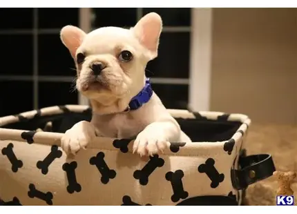 French Bulldog