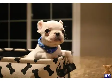 a french bulldog dog in a basket
