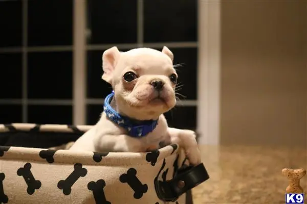 French Bulldog