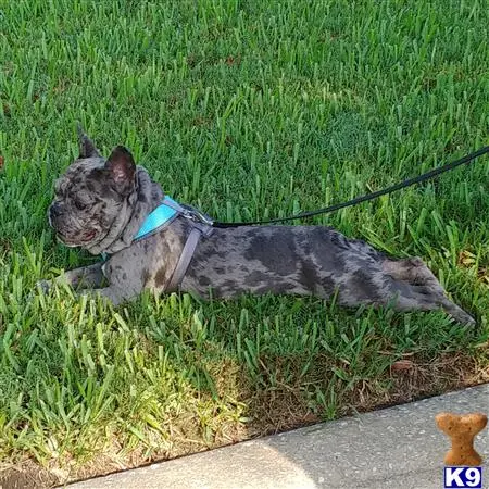 French Bulldog stud dog