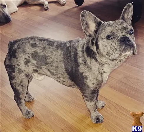 French Bulldog stud dog