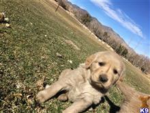 golden retriever puppy posted by sodbuster