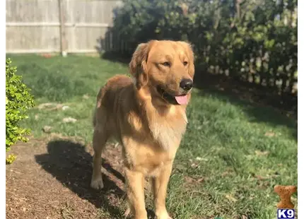 Golden Retriever