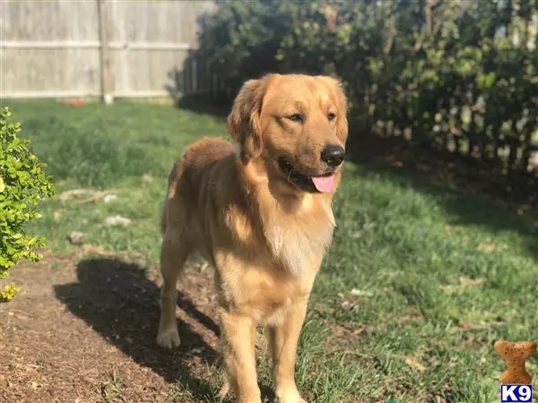 Golden Retriever stud dog