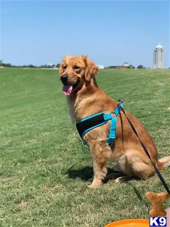 Golden Retriever stud dog