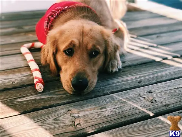 Golden Retriever stud dog