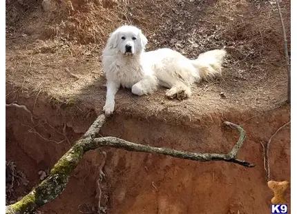 Great Pyrenees