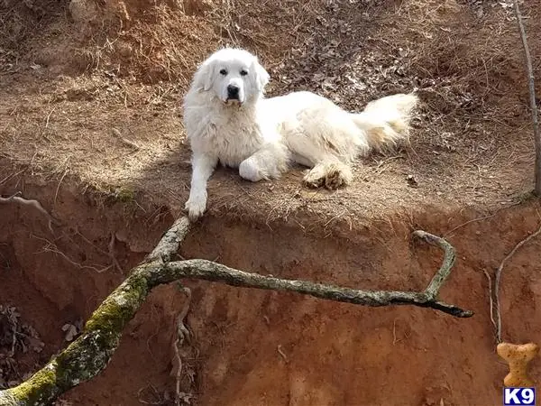 Great Pyrenees female dog: White Great Pyrenees lying on a dirt ledge with a branch