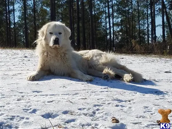 Great Pyrenees female dog: Fluffy white Great Pyrenees lounging on snowy ground