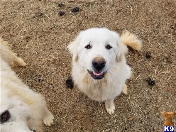 Great Pyrenees female dog: Fluffy white Great Pyrenees smiling in a grassy area