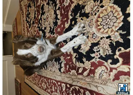 Anatolian Shepherd Dog