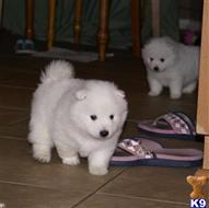 samoyed puppy posted by soniacarvalho