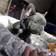 french bulldog puppy posted by soniamades