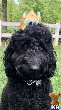 Labradoodle stud dog