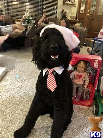 Labradoodle stud dog