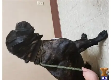 Cane Corso