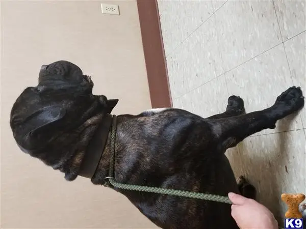 Cane Corso