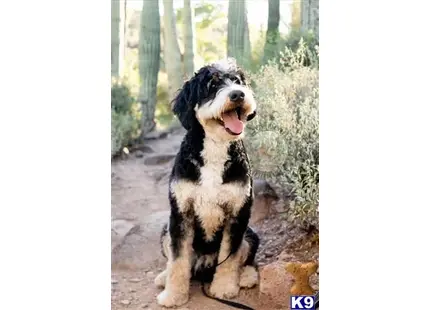 Stash available Bernedoodle puppy located in PHOENIX
