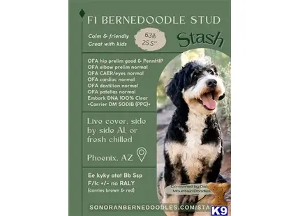 Stash available Bernedoodle puppy located in PHOENIX