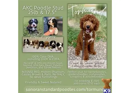 Tormund available Poodle puppy located in PHOENIX