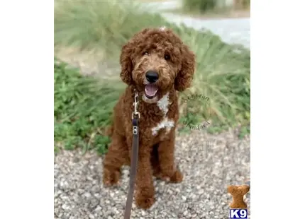 Tormund available Poodle puppy located in PHOENIX
