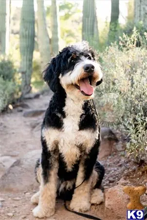 Bernedoodle