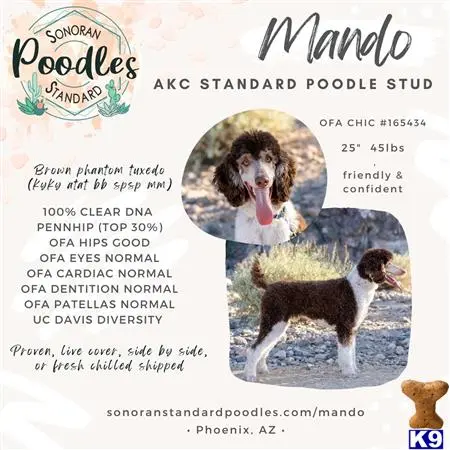 Poodle