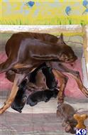 doberman pinscher puppy posted by sonyaburton