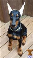 doberman pinscher puppy posted by sonyaburton