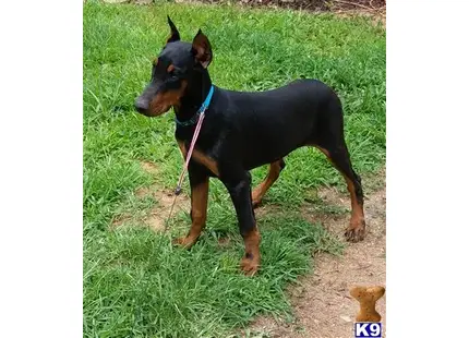 Doberman Pinscher