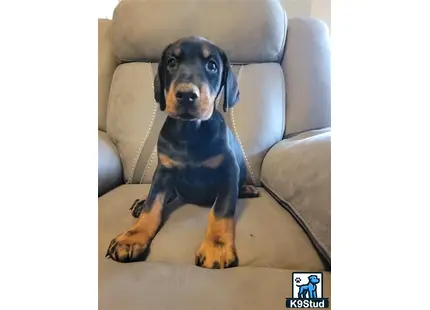 a doberman pinscher dog sitting on a couch
