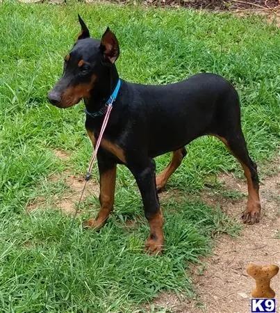 Doberman Pinscher puppy for sale