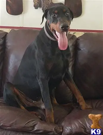 Doberman Pinscher