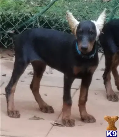 Doberman Pinscher