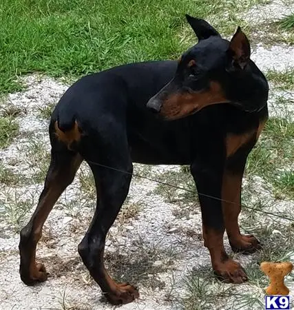 Doberman Pinscher puppy for sale