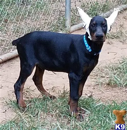 Doberman Pinscher puppy for sale