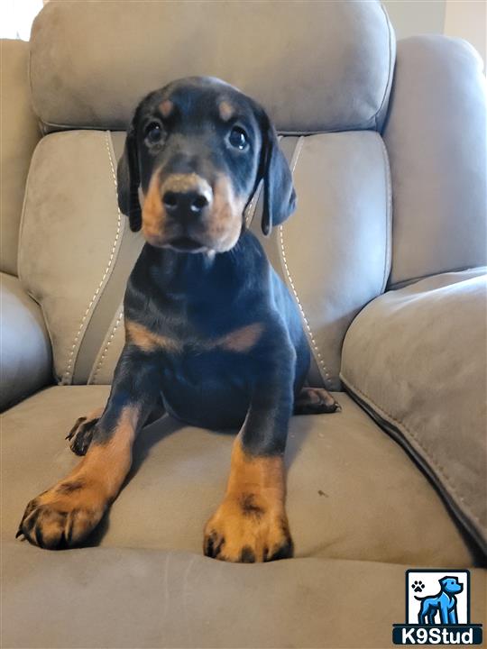 a doberman pinscher dog sitting on a couch