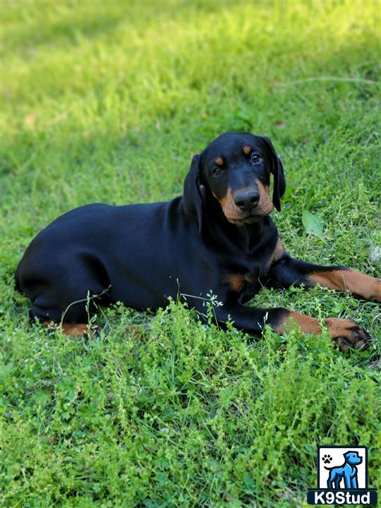 a black doberman pinscher dog lying in the grass
