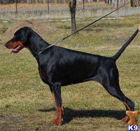 Doberman Pinscher dog