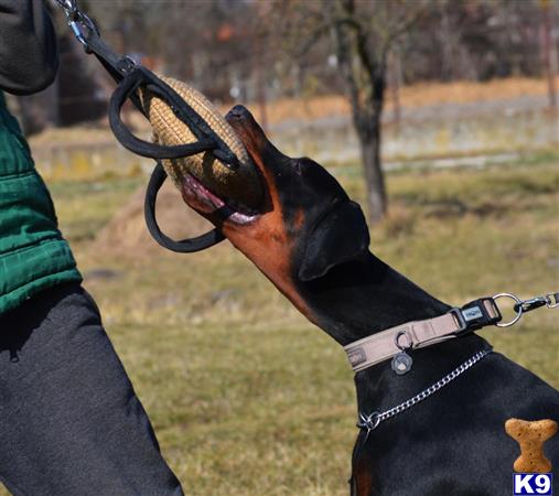 Doberman Pinscher dog