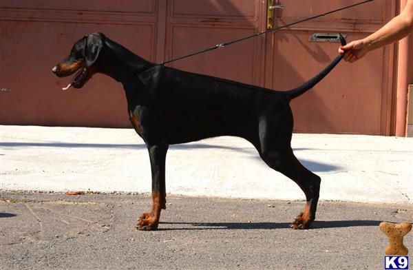 Doberman Pinscher dog