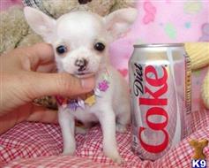 chihuahua puppy posted by sophiaabrielle