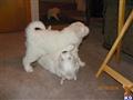 great pyrenees puppy posted by sophiabelle