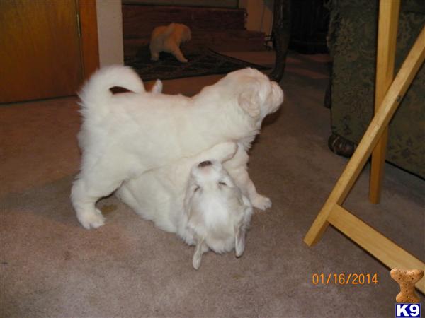 Great Pyrenees