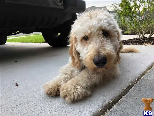 Goldendoodles stud dog