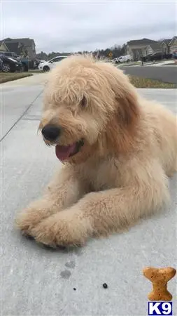 Goldendoodles stud dog