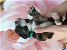 bernese mountain dog puppy posted by sophieshih