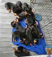 rottweiler puppy posted by sotozmarjorie