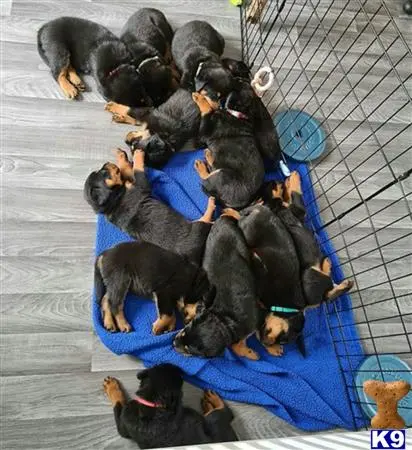 Rottweiler puppy for sale